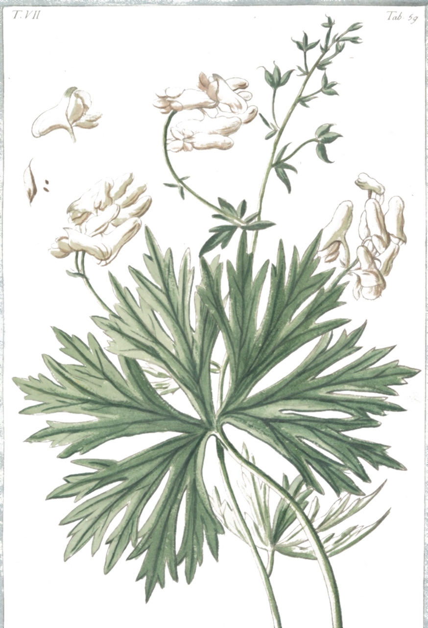 Aconitum napellus botanical illustration