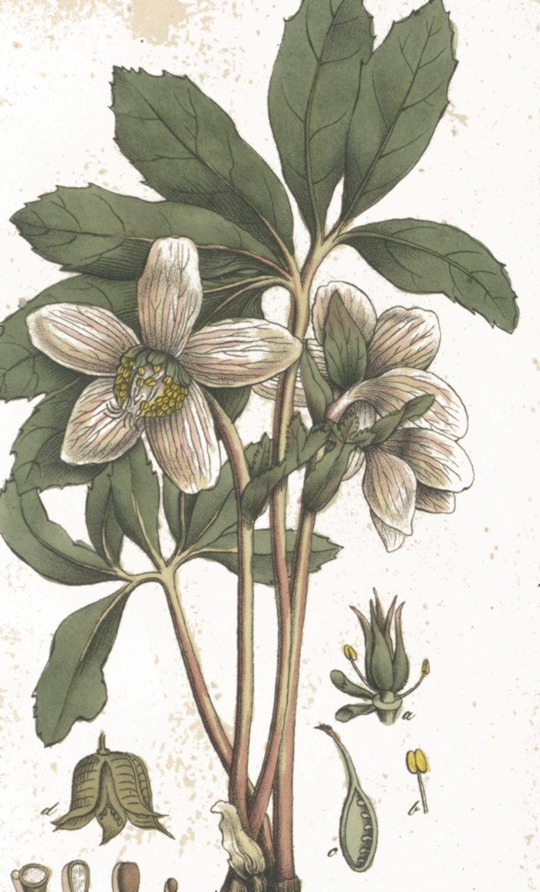 Helleborus niger botanical illustration
