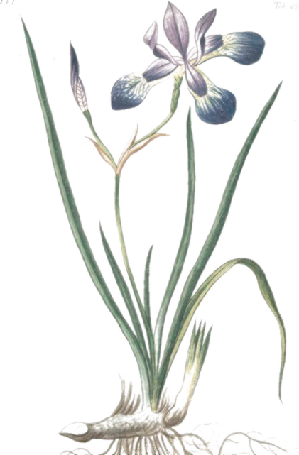 Iris versicolor botanical illustration