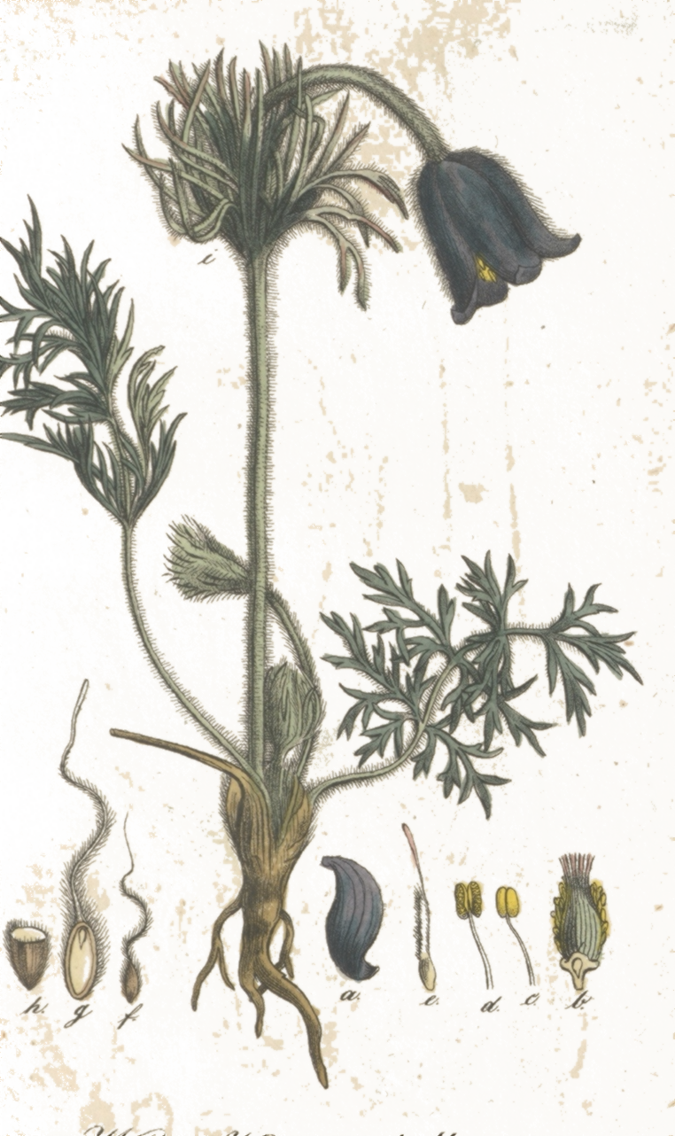Pulsatilla pratensis botanical illustration